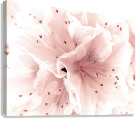 Azalea Canvas Print