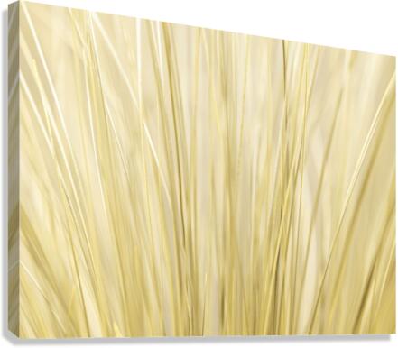 Dry Grass Canvas Print