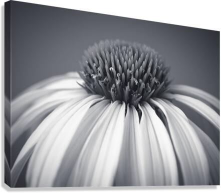 Coneflower Canvas Print