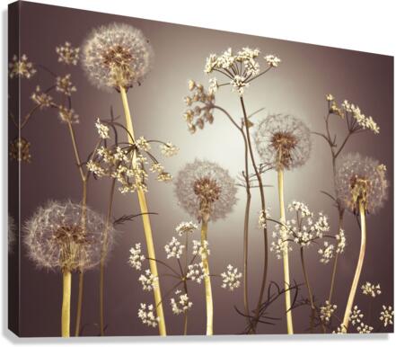 Blooms Canvas Print