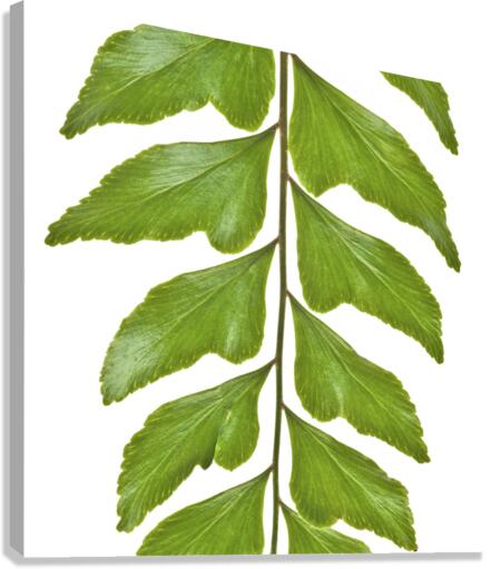 Fern Leaf Canvas Print