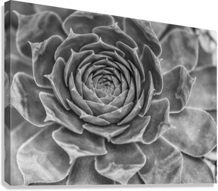 Echeveria Canvas Print