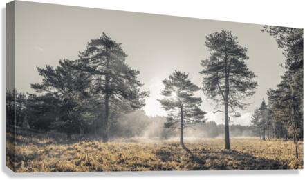 Sun through trees Canvas Print
