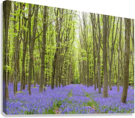 Bluebell forest Canvas Print
