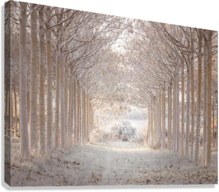 Winter Forest Canvas Print