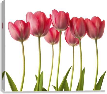Growing Tulips Canvas Print
