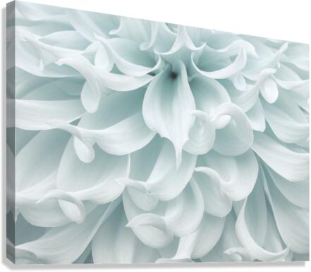 Dahlia close-up Canvas Print