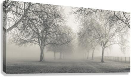 Whispering Woods Canvas Print