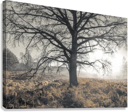 Misty Tree Canvas Print