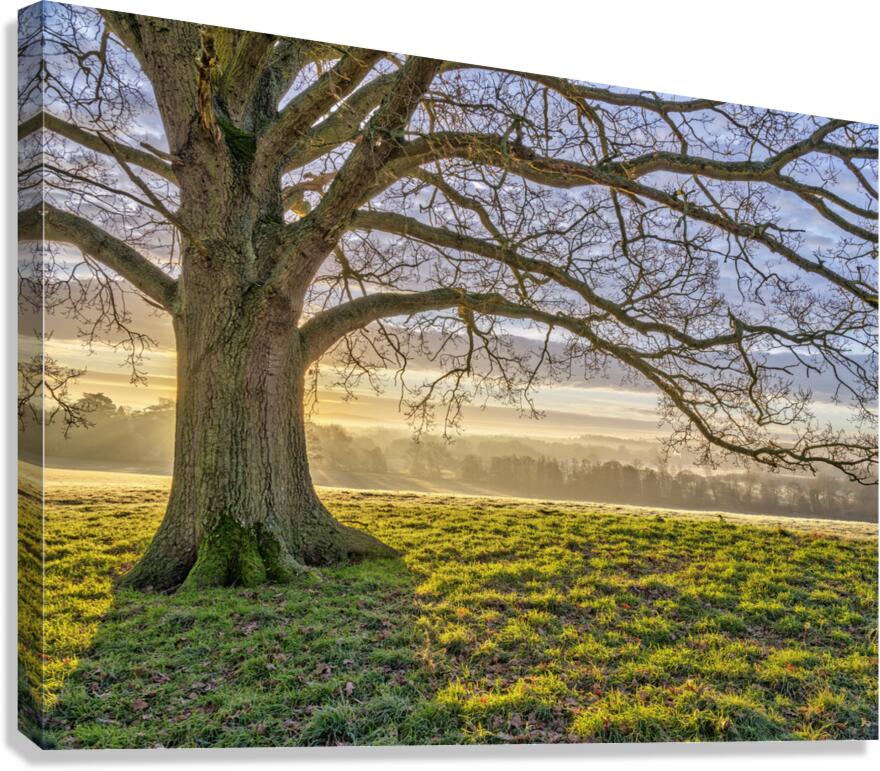 Spreading Branches Canvas Print