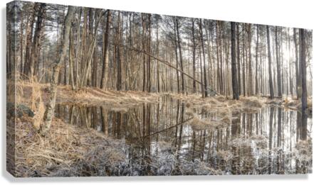 Forest reflections Canvas Print