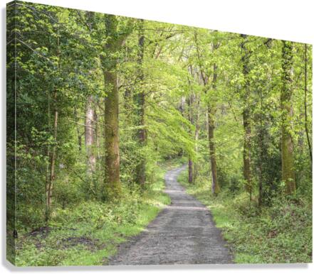 Pathway through forest Canvas Print