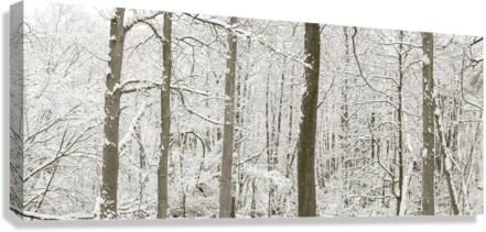 Snowy forest Canvas Print