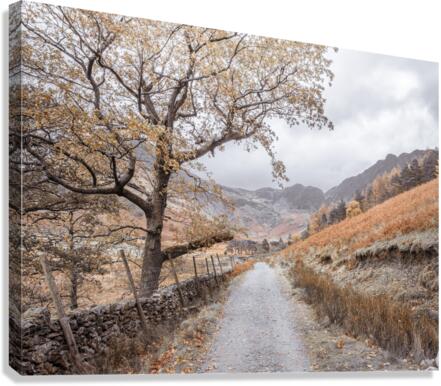 Tranquil Trails Canvas Print