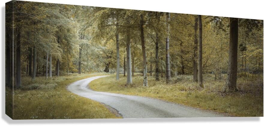 Road through forest Canvas Print
