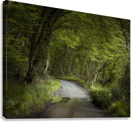 Road Through Forest Canvas Print