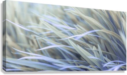 Wavy Grass Canvas Print