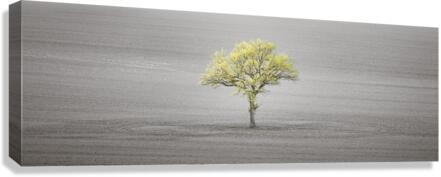 Standing Alone Canvas Print