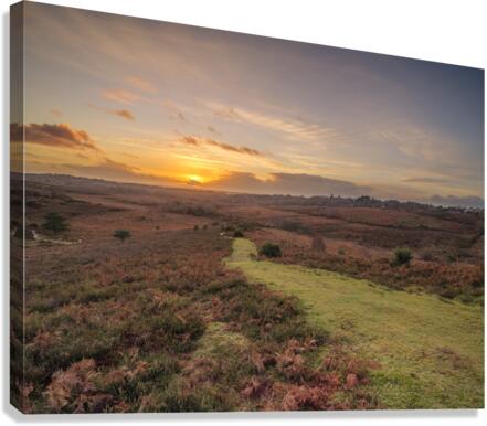 New Forest Sunset Canvas Print