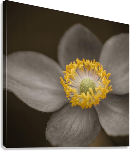 Delicate Perfection Canvas Print