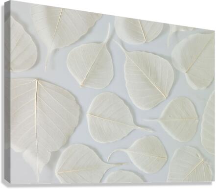 Skeleton Leaves Canvas Print
