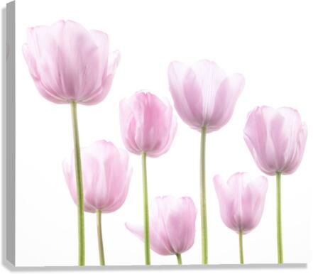 Tulip Bulbs Canvas Print