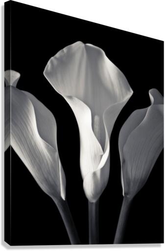 Harmonious Bloom Canvas Print
