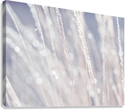 Reeds Canvas Print