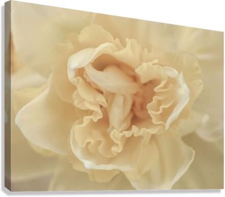 Daffodil Canvas Print