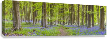 Pathway through Trees Canvas Print
