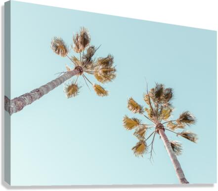 Palm trees Canvas Print