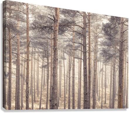 Misty Forest Canvas Print