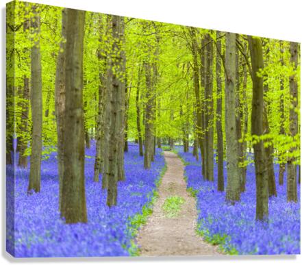 Bluebell Path Canvas Print