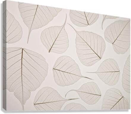 Skeleton leaves Canvas Print