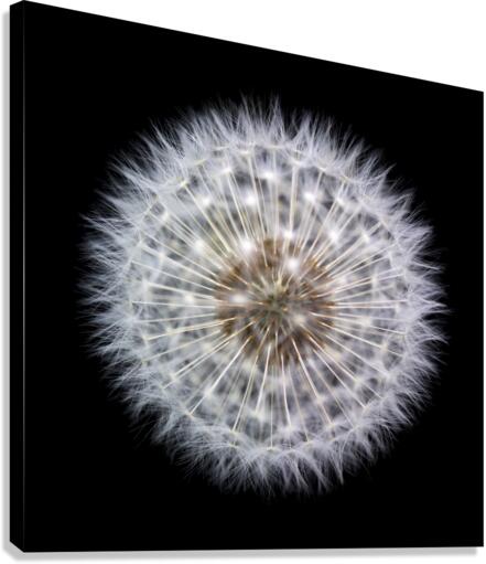 Dandelion Clock Canvas Print