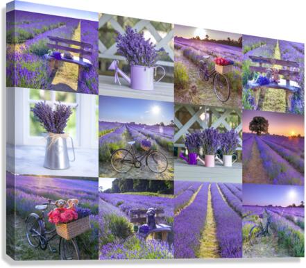 Lavender Collage Canvas Print