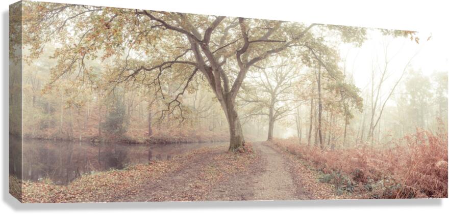 Misty forest Canvas Print