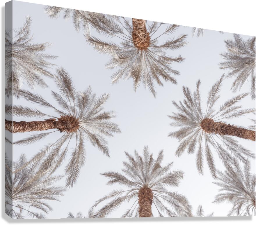 Palm Tops Canvas Print