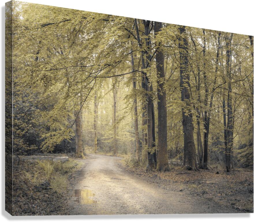Forest Wanderings Canvas Print