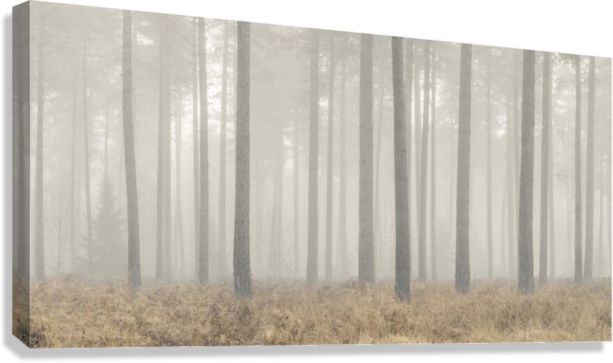 Enigmatic Elegance Canvas Print