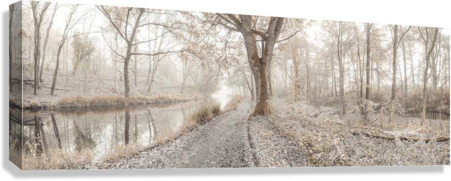 Misty Forest Canvas Print