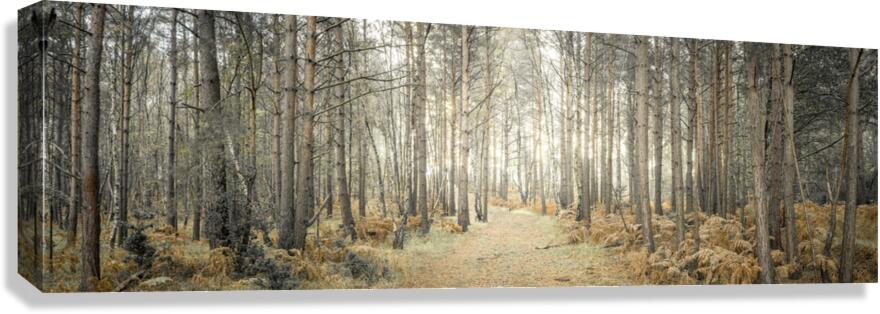 Pathway through forest Canvas Print