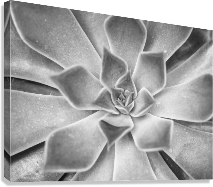 Echeveria Canvas Print