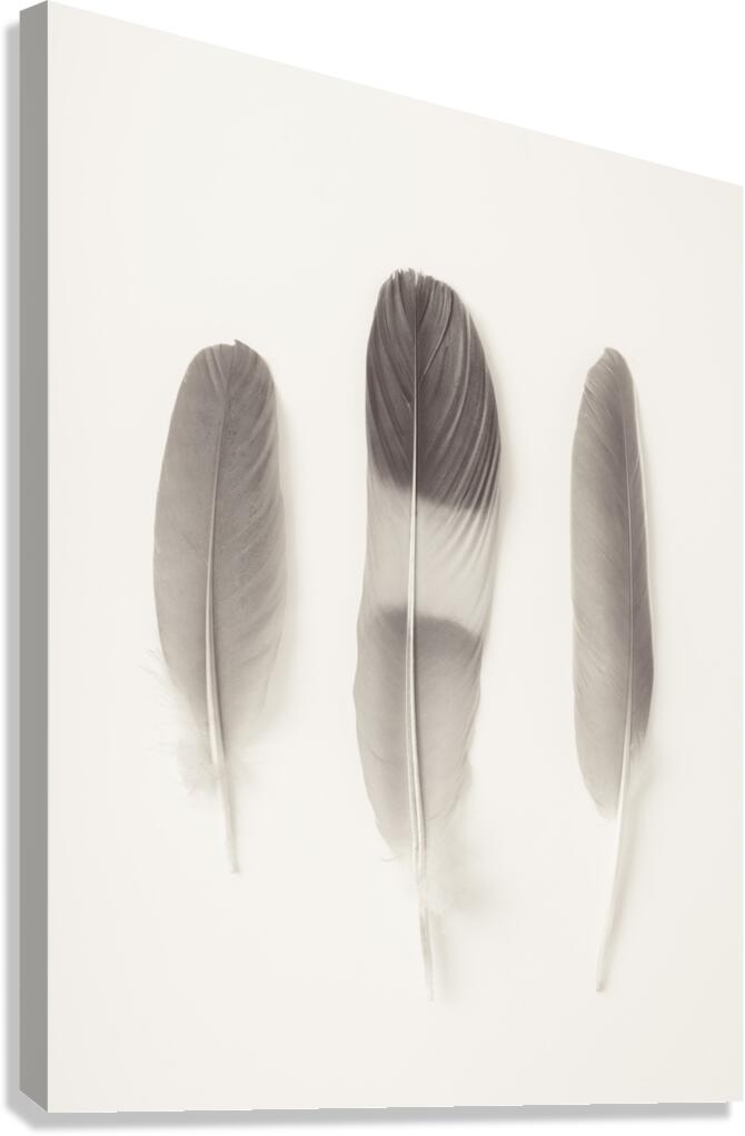 Delicate Feathers Canvas Print