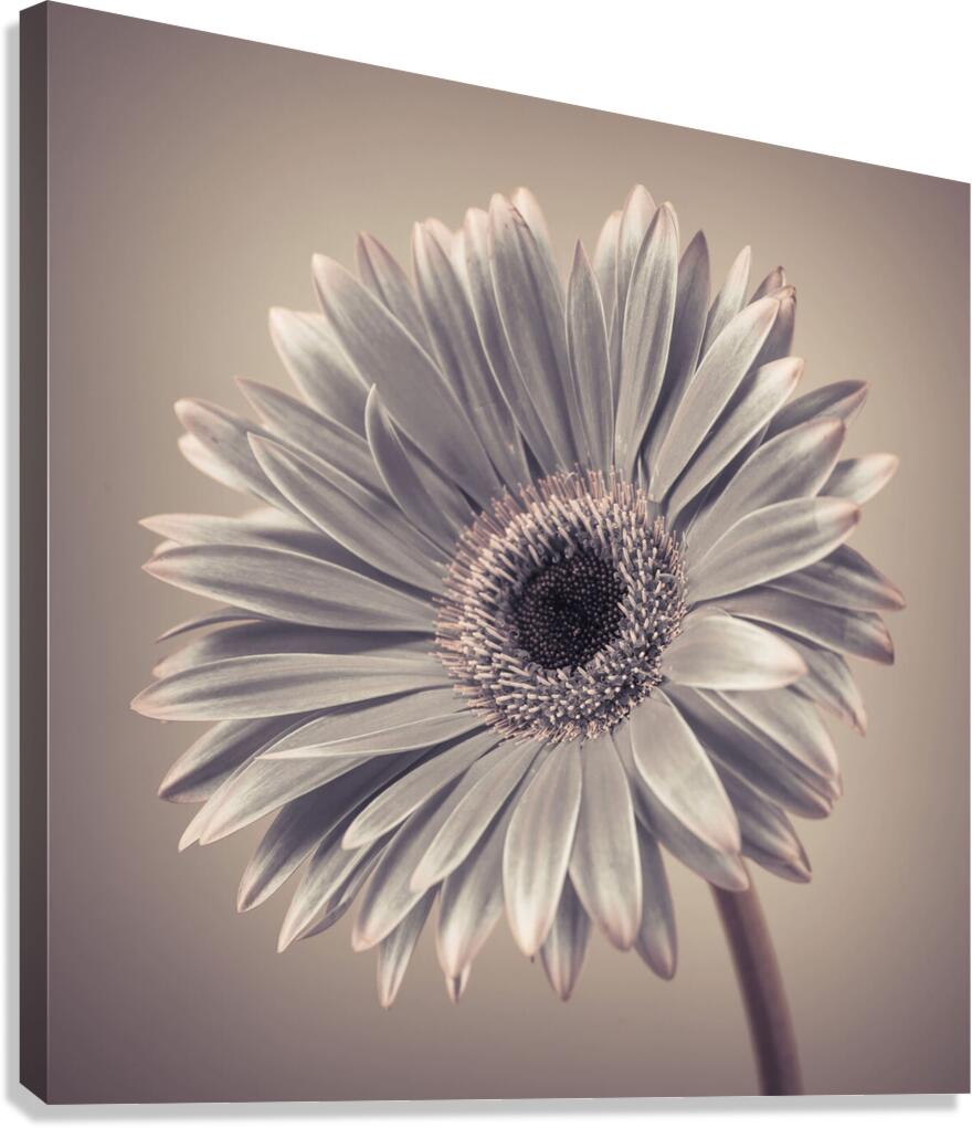 Gerbera Cream Canvas Print