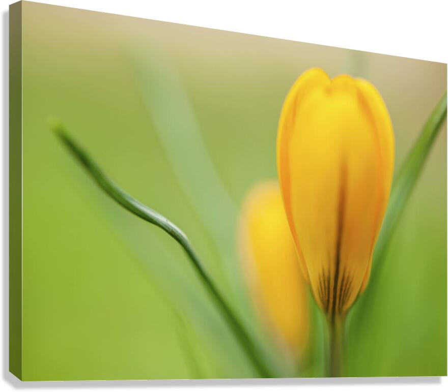Yellow Crocus Canvas Print