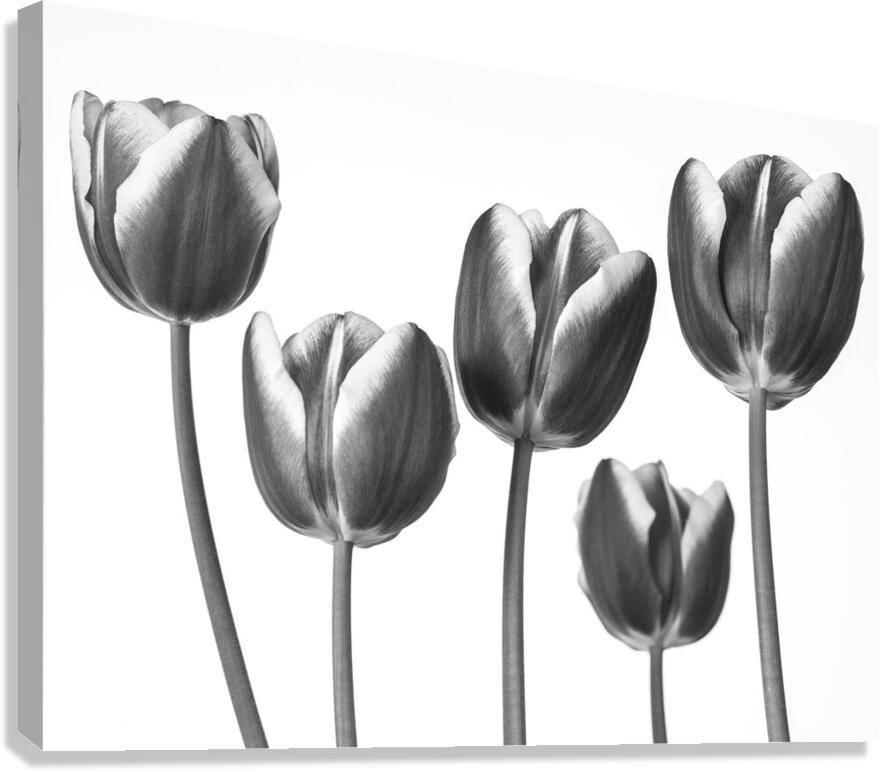 Fresh and Beautiful Tulips Canvas Print