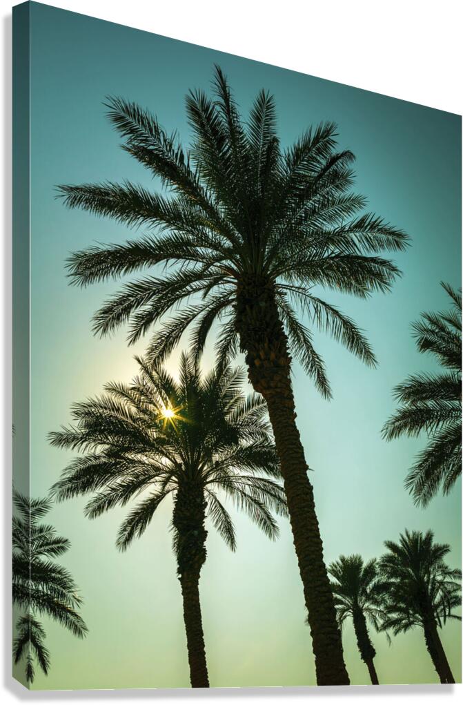 Tall Palms  Canvas Print