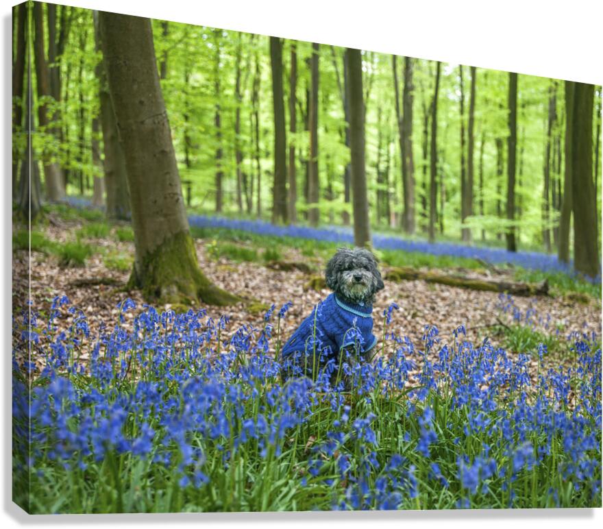 Dog in Bluebells Canvas Print