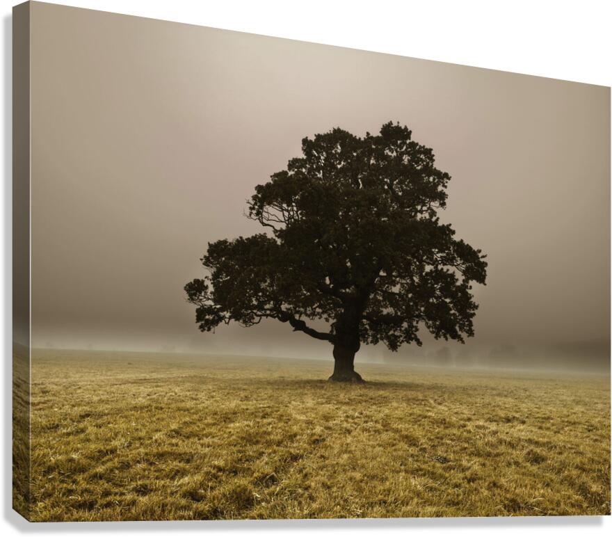 Single Tree Canvas Print